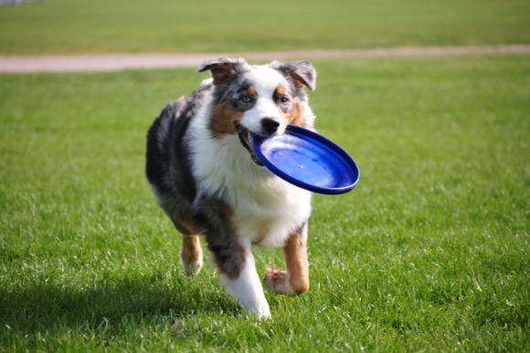 Cachorro brincando