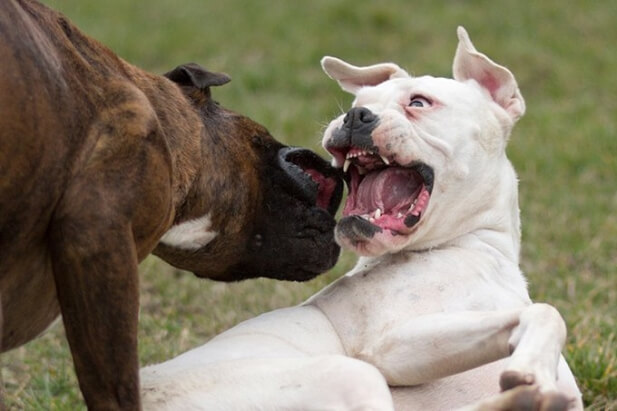 Cachorro brigando