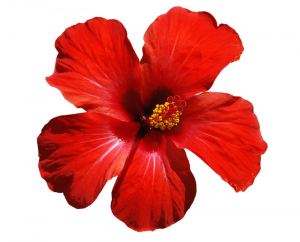 Hibisco