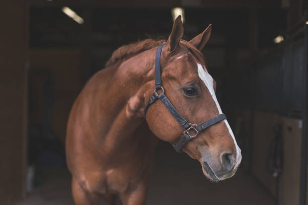 Significado de Sonhar Com Cavalo: O Que Quer Dizer?