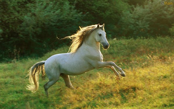 CAVALO BRAVO SAI PULANDO DANDO COICE NA CAVALGADA 