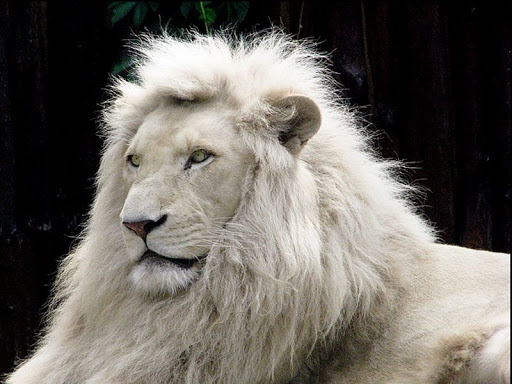 Sonhar com leão branco