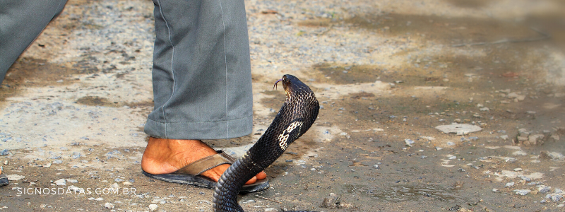 cobra atacando