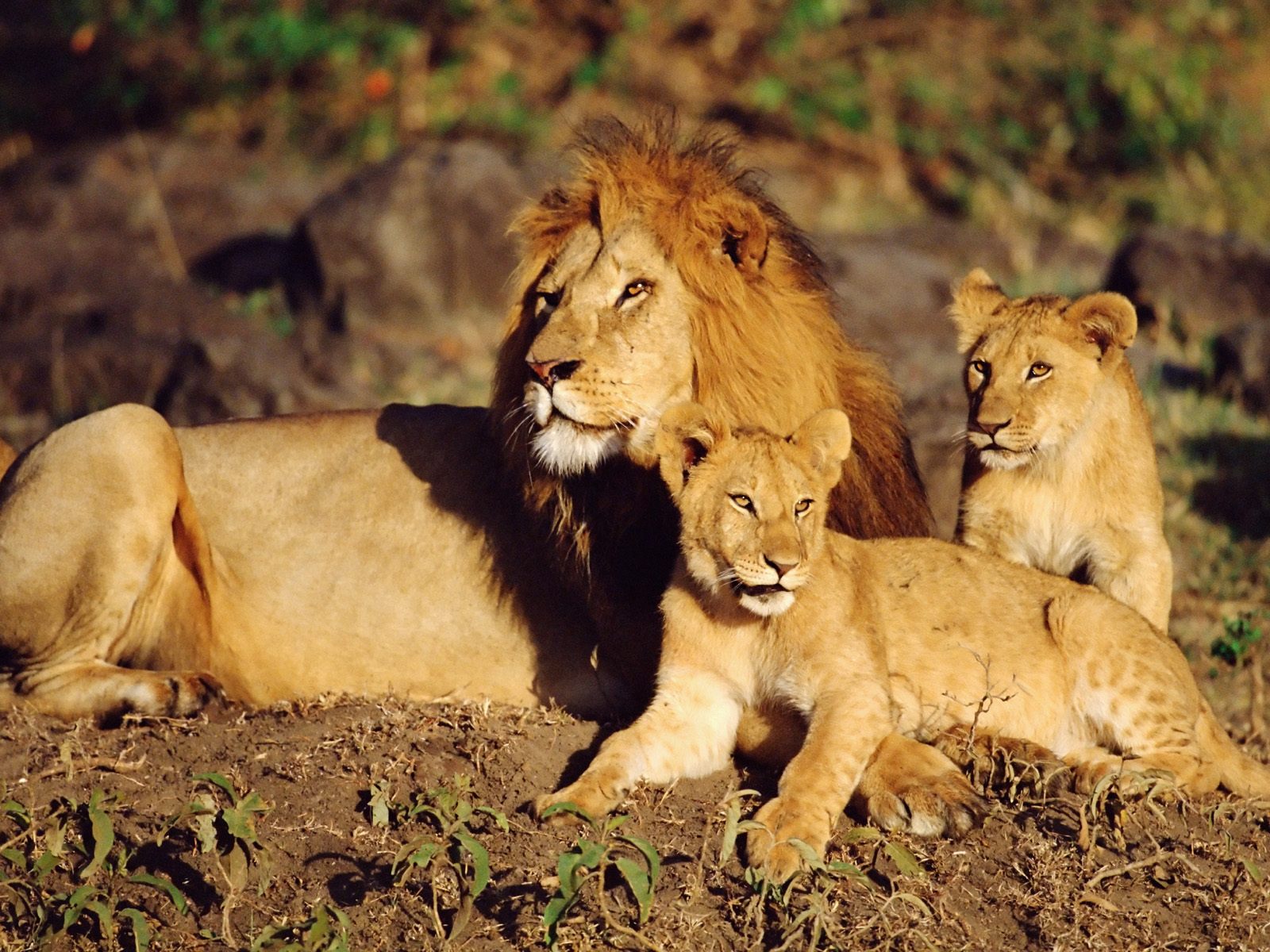 sonhar com família de leões