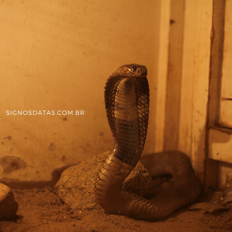 cobra em casa 