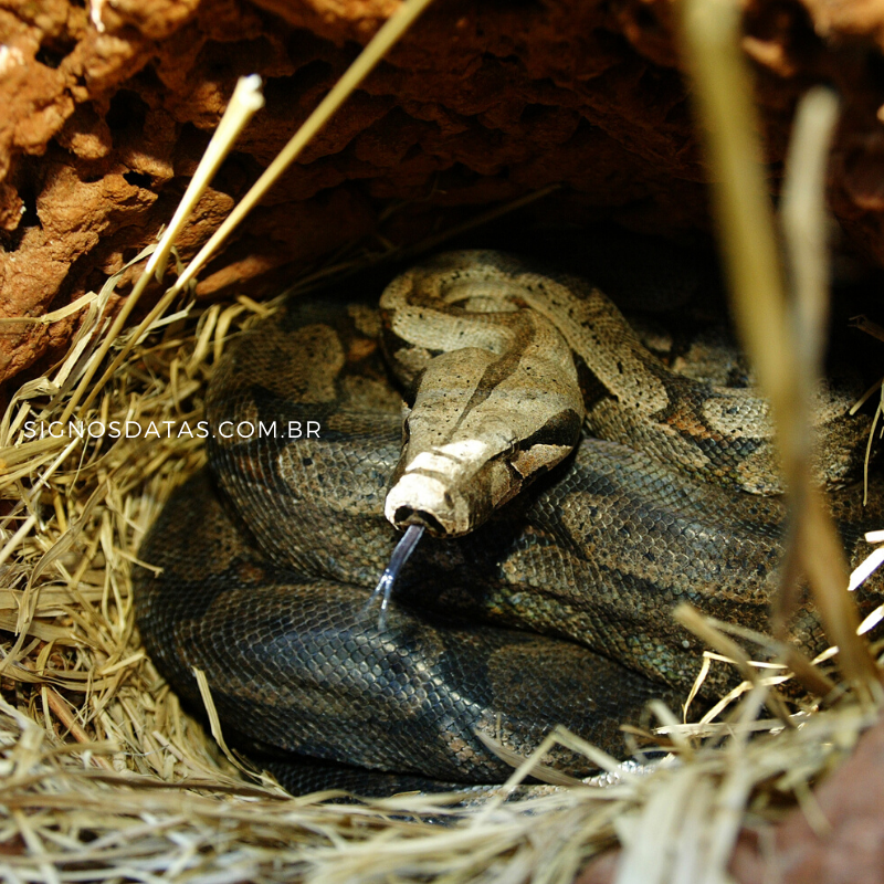 cobra no ninho