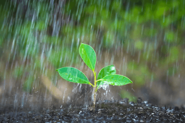 Sonhar com chuva: o que isso quer dizer? Veja aqui!