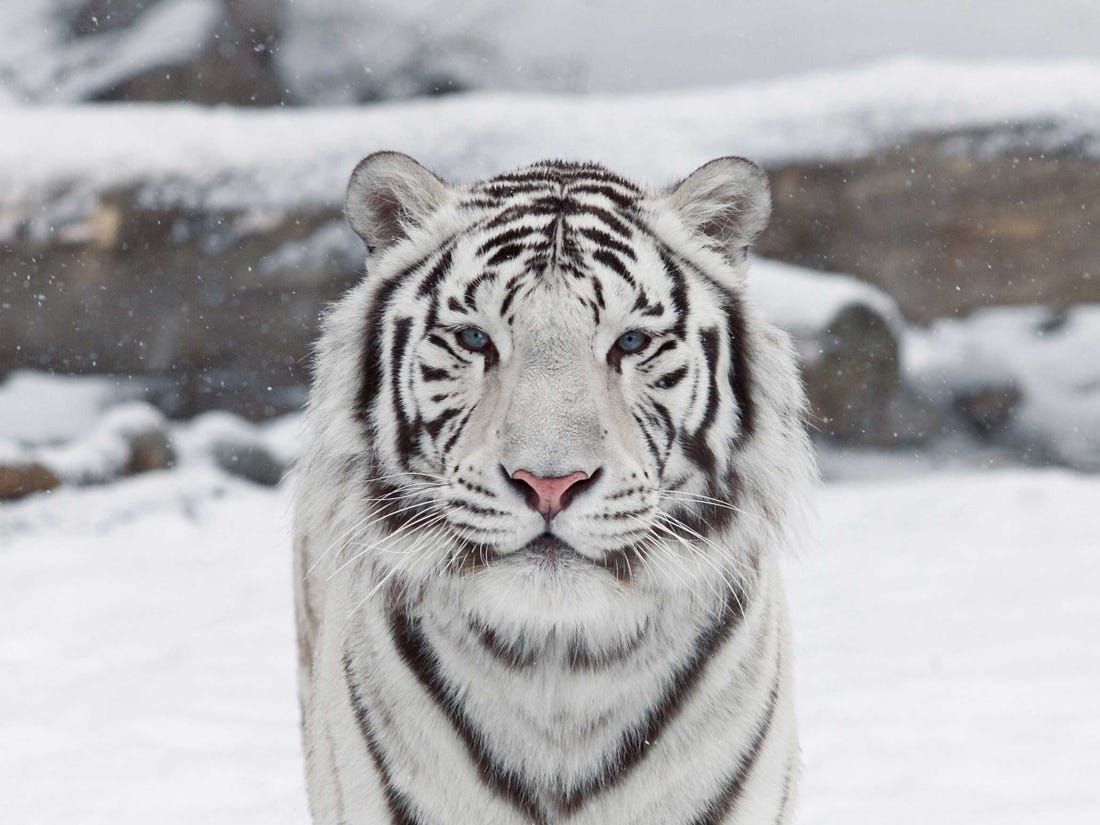 tigre branco