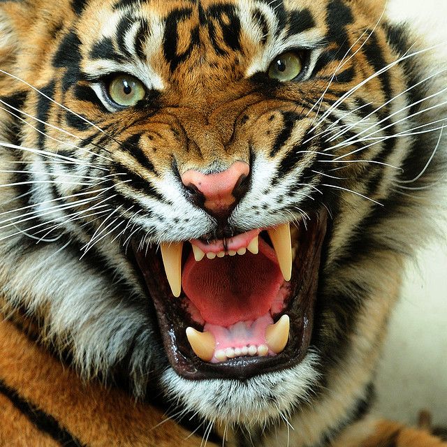 tigre bravo