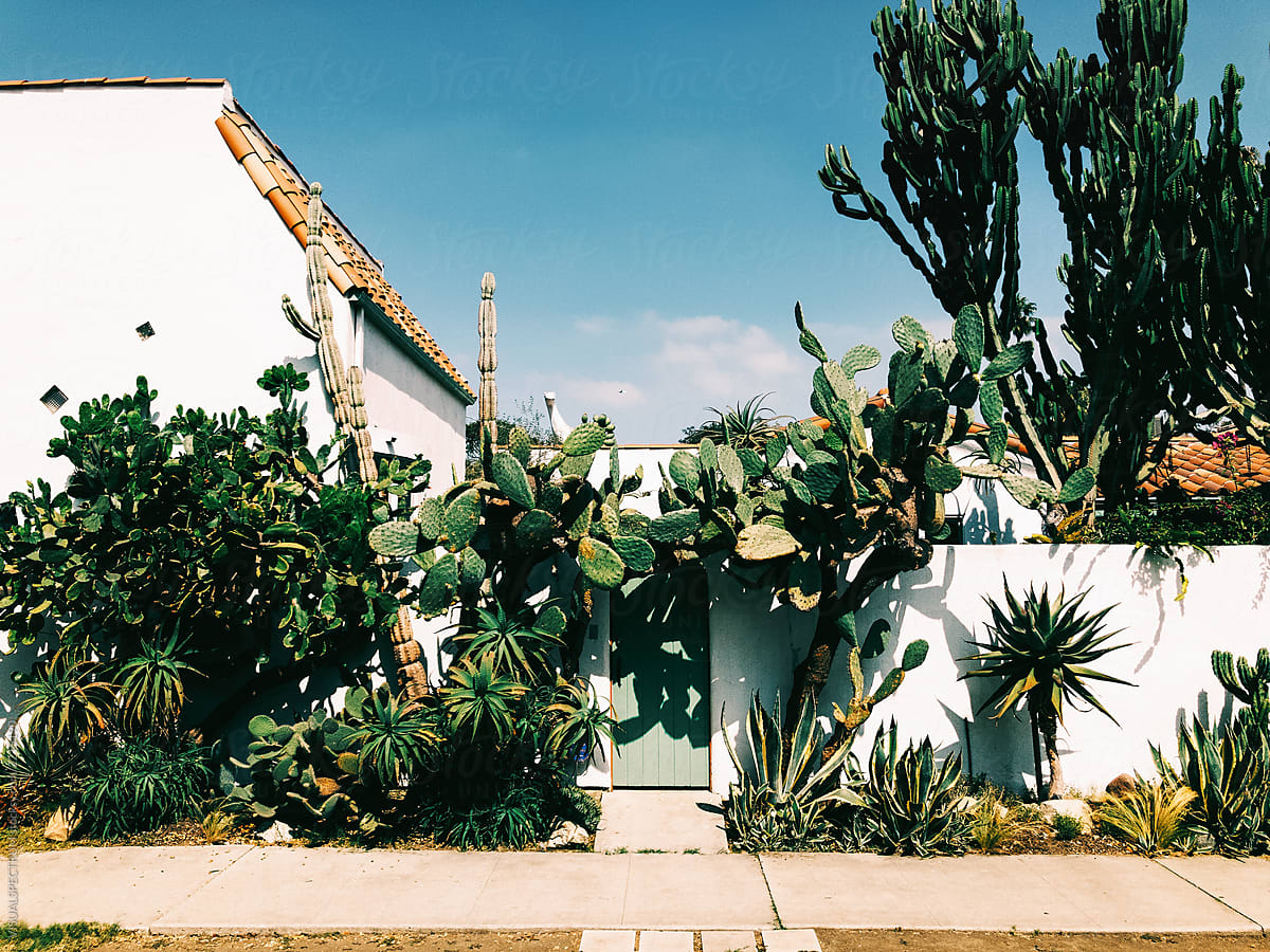 cactos em jardim