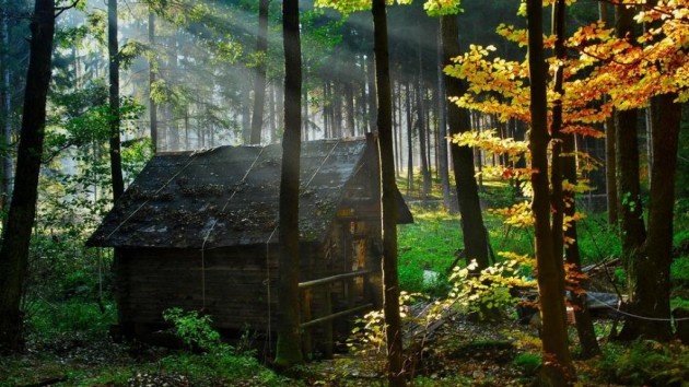 casa em floresta