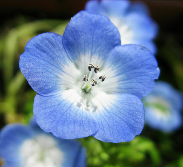 flor azul