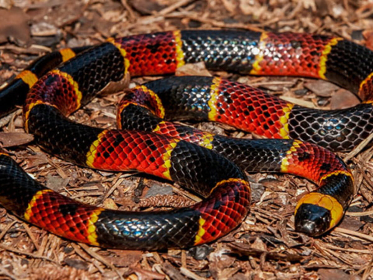 Sonhar com cobra coral: quais são os significados?