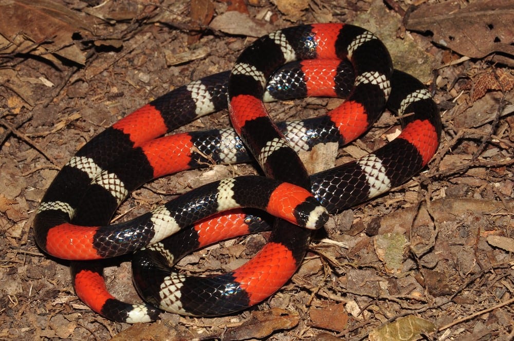 Sonhar com cobra coral: quais são os significados?