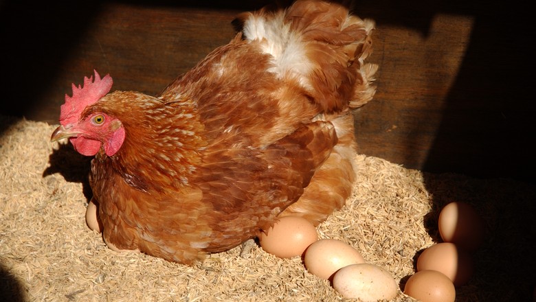 Sonhar com galinha: quais são os significados?